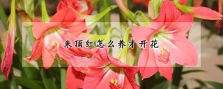 朱顶红怎么养才开花,第1图