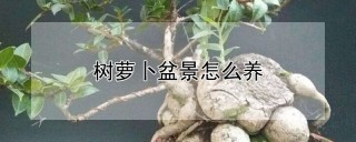 树萝卜盆景怎么养,第1图