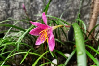 风雨兰什么时候翻盆好,第3图