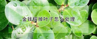 金钱榕掉叶子怎么处理,第1图