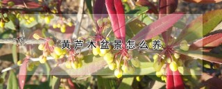 黄芦木盆景怎么养,第1图