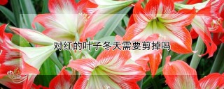 对红的叶子冬天需要剪掉吗,第1图