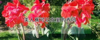 美人蕉可以在室内养吗,第1图