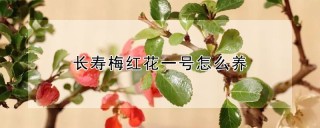 长寿梅红花一号怎么养,第1图