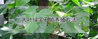 大叶绿宝石的养殖方法,第1图