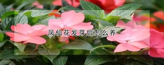 凤仙花发芽后怎么养,第1图