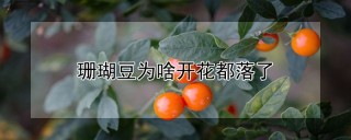 珊瑚豆为啥开花都落了,第1图