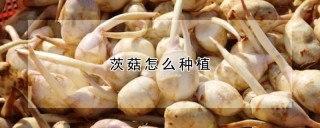 茨菇怎么种植,第1图