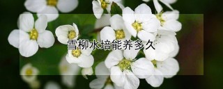 雪柳水培能养多久,第1图