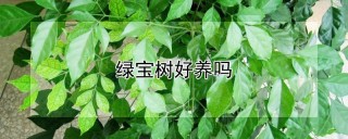 绿宝树好养吗,第1图