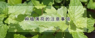 种植薄荷的注意事项,第1图