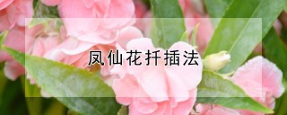 凤仙花扦插法,第1图