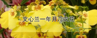 文心兰一年开几次花,第1图