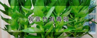 观音竹有毒吗,第1图