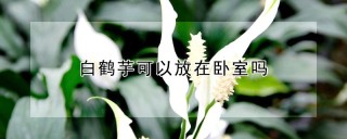 白鹤芋可以放在卧室吗,第1图