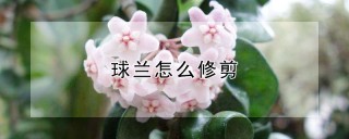 球兰怎么修剪,第1图