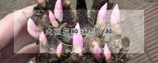 大丽花种球怎么种,第1图