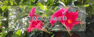 飘香藤夏天怎么养,第1图