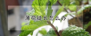 薄荷徒长怎么办,第1图