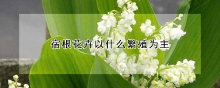 宿根花卉以什么繁殖为主,第1图