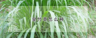 皇竹草怎么种,第1图