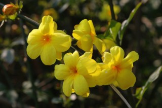 春天开什么花，迎春花/桃花/郁金香/油菜花等,第1图