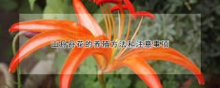 山丹丹花的养殖方法和注意事项,第1图