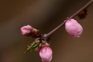 桃树开花了还能修剪吗,第2图