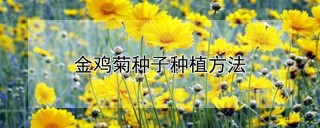 金鸡菊种子种植方法,第1图