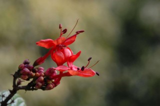 龙吐珠为什么不开花，没有修剪/缺肥少光/浇水过湿,第3图