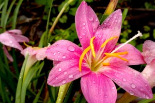 风雨兰种球埋土多深,第3图