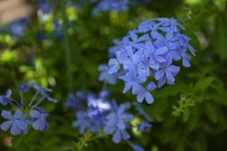 蓝雪花夏天怎么浇水,第2图