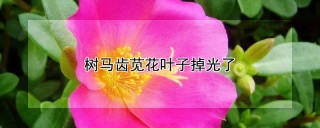 树马齿苋花叶子掉光了,第1图