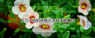 百万小铃的养殖方法和注意事项,第1图