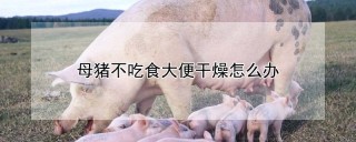 母猪不吃食大便干燥怎么办,第1图