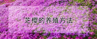 芝樱的养殖方法,第1图