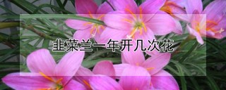 韭菜兰一年开几次花,第1图