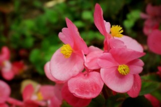 花期长的花有哪些，长春花/倒挂金钟/四季海棠等,第3图