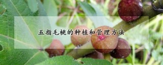 五指毛桃的种植和管理方法,第1图