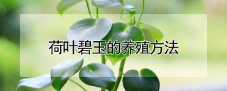 荷叶碧玉的养殖方法,第1图