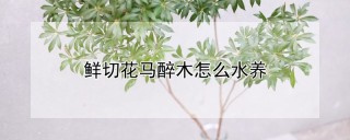 鲜切花马醉木怎么水养,第1图