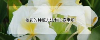 姜花的种植方法和注意事项,第1图