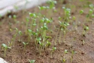 水草种子泡着会发芽吗,第3图