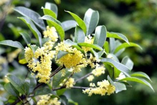 金桂花树种植技术，建议在每年的3月份进行种植,第4图