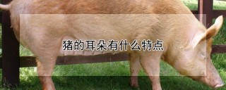 猪的耳朵有什么特点,第1图