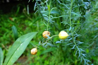 亚麻的种植与管理,第3图