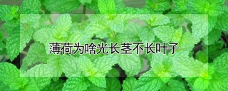 薄荷为啥光长茎不长叶子,第1图