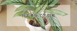 竹芋黄叶了怎么救,第1图