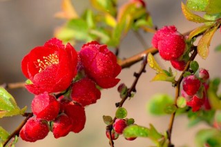 四季海棠冬天怎么养，做好以下几点植株就能顺利越冬,第1图