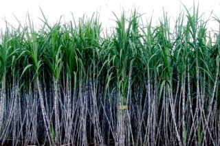 甘蔗种植技术,第3图